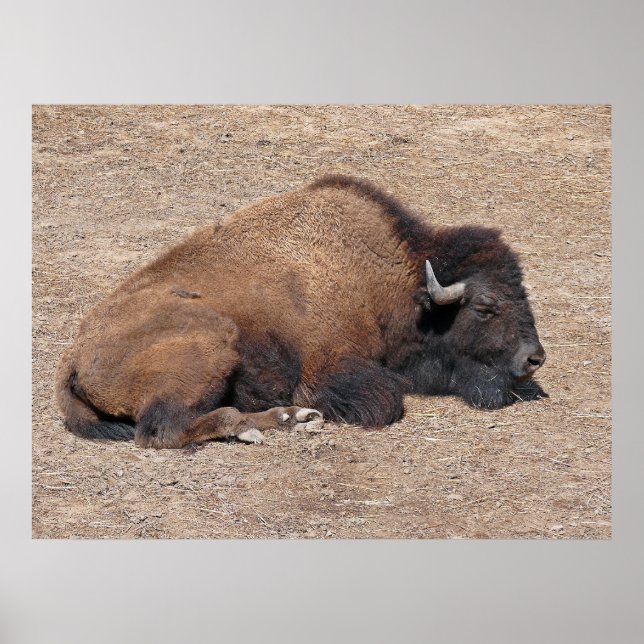 Domestic Asian Water Buffalo Poster (Front)