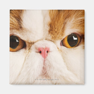 Domestic cat. Calico Harlequin Persian. Close up Magnet