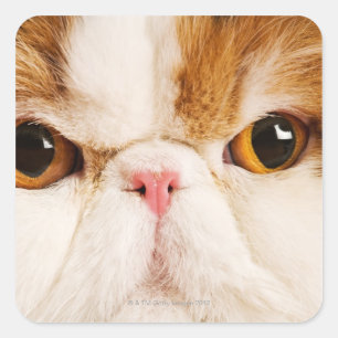Domestic cat. Calico Harlequin Persian. Close up Square Sticker