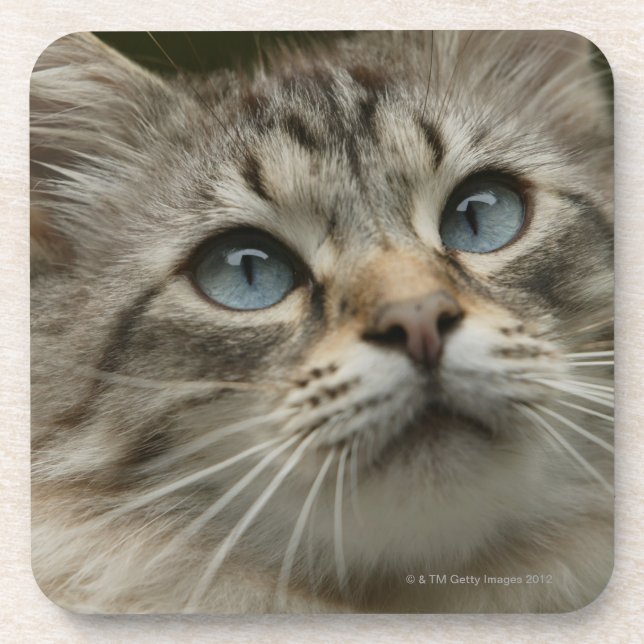 Domestic cat coaster (Front)