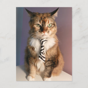 Domestic cat in a business Tie Postcard