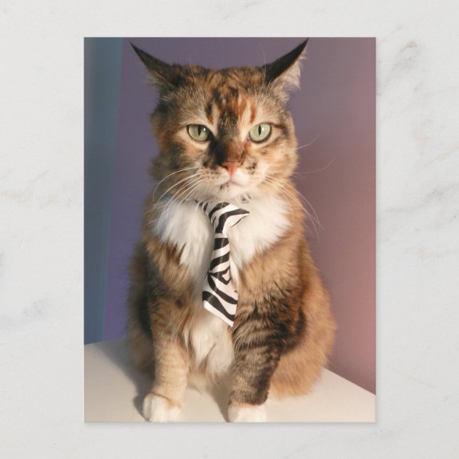 Domestic cat in a business Tie Postcard (Front)
