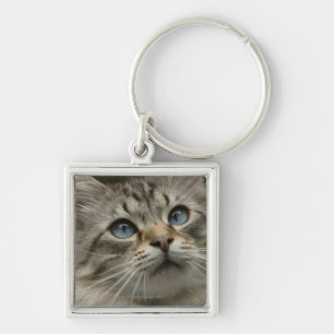 Domestic cat key ring