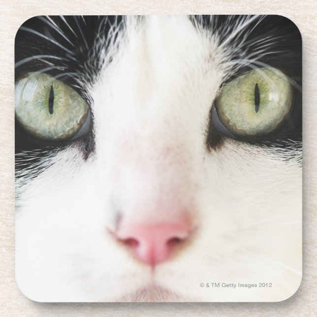 Domestic cat portrait coaster (Front)