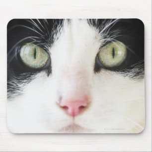 Domestic cat portrait mouse mat