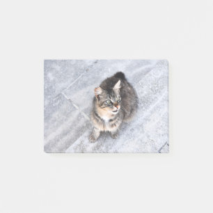 Domestic Cat Post-it Notes