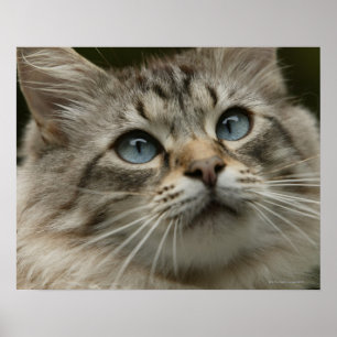 Domestic cat poster
