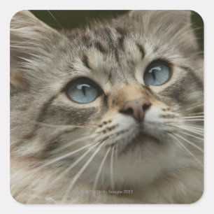 Domestic cat square sticker
