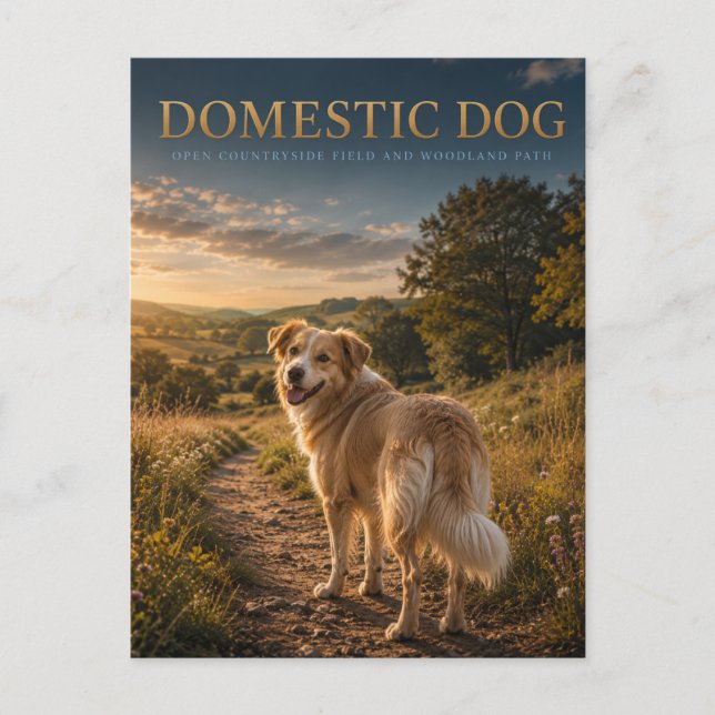 Domestic Dog Countryside Path ANIMALS Postcard (Front)