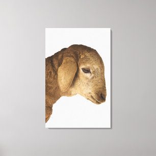 Domestic lamb canvas print