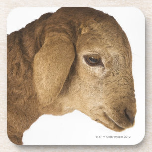 Domestic lamb coaster