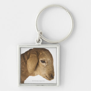 Domestic lamb key ring