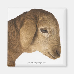 Domestic lamb magnet