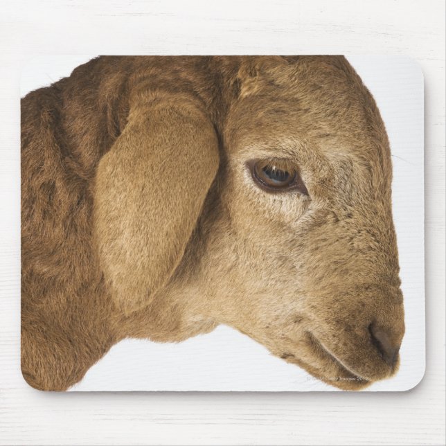 Domestic lamb mouse mat (Front)