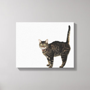 Domestic male tabby cat standing canvas print