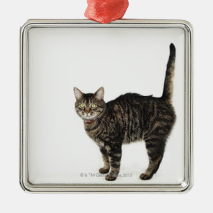 Domestic male tabby cat standing metal tree decoration