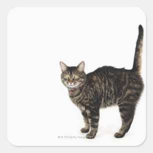Domestic male tabby cat standing square sticker