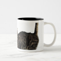 Domestic male tabby cat standing