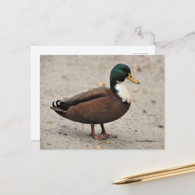 Domestic Mallard Duclair Bibbed Odd Duck Postcard (Front/Back In Situ)