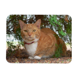 Domestic Orange Tabby Cat Magnet