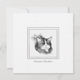 Domestic Shorthair Cat Chalk & Charcoal Sketch Card