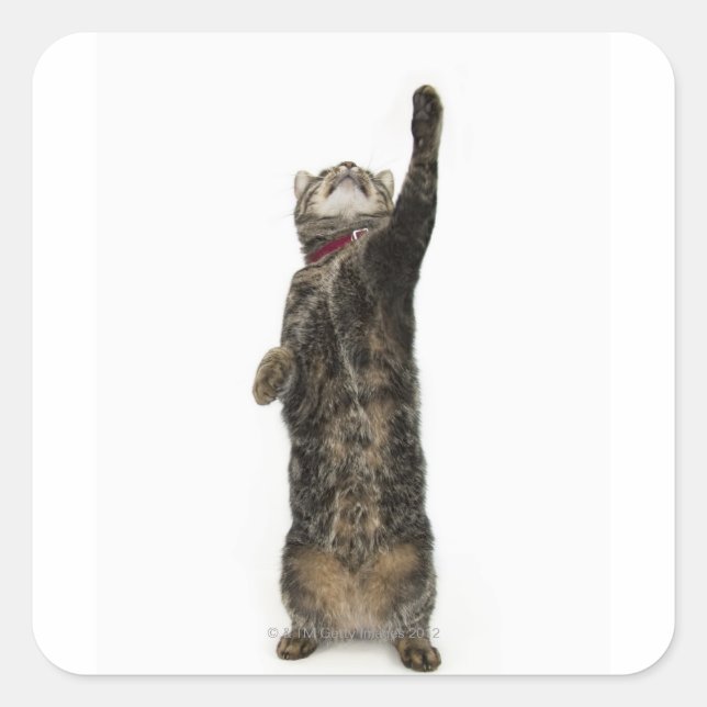 Domestic tabby cat standing on two legs reaching square sticker (Front)