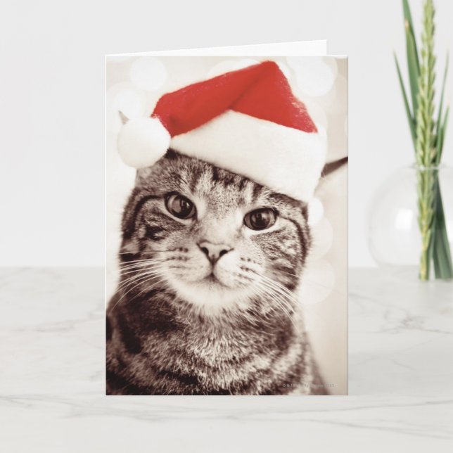 Domestic tabby cat wearing red Christmas hat Holiday Card (Front)