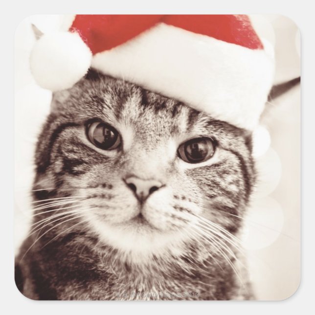 Domestic tabby cat wearing red Christmas hat Square Sticker (Front)