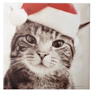 Domestic tabby cat wearing red Christmas hat Tile