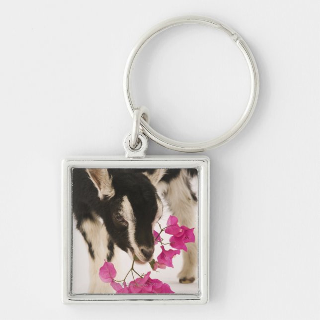 Domesticated British Alpine goat (kid). Black Key Ring (Front)