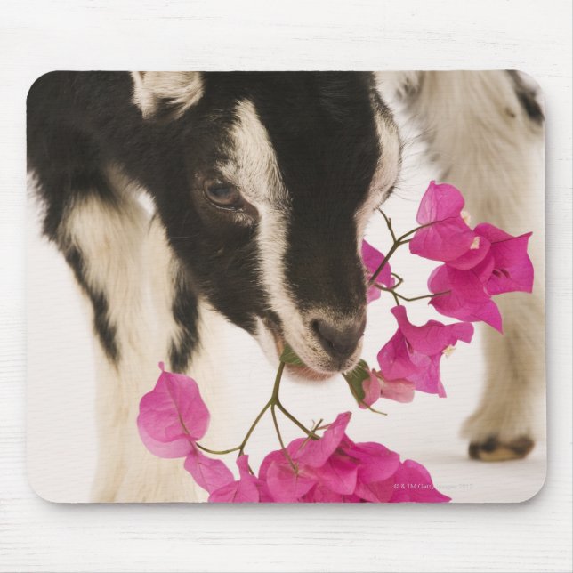 Domesticated British Alpine goat (kid). Black Mouse Mat (Front)