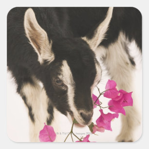 Domesticated British Alpine goat (kid). Black Square Sticker