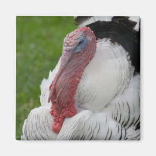 Domesticated Turkey Magnet