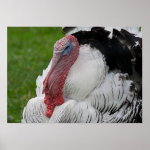 Domesticated Turkey Poster