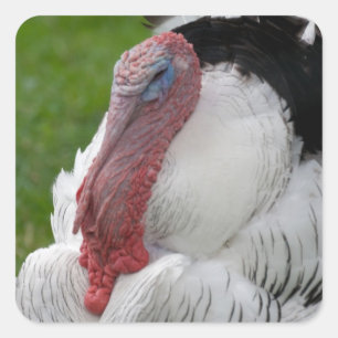 Domesticated Turkey Square Sticker