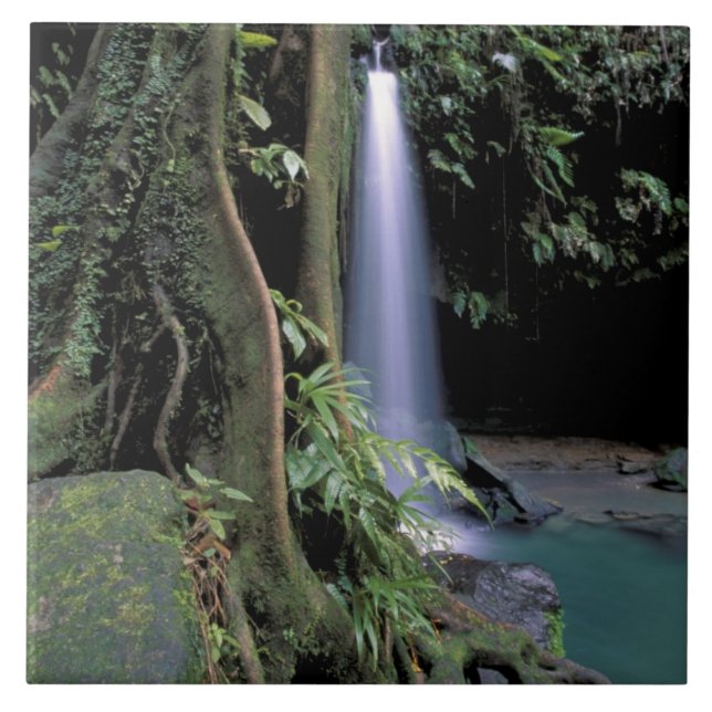 Dominica, Emerald Pool, Waterfall. Tile (Front)