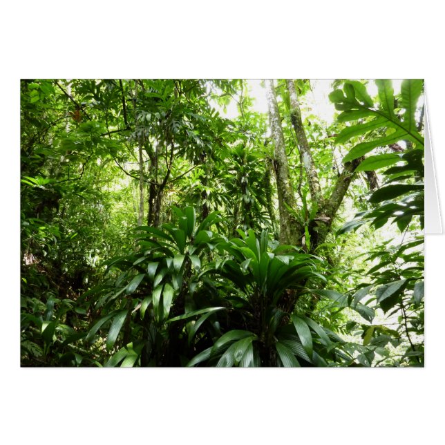 Dominican Rain Forest I Tropical Green Nature (Front Horizontal)