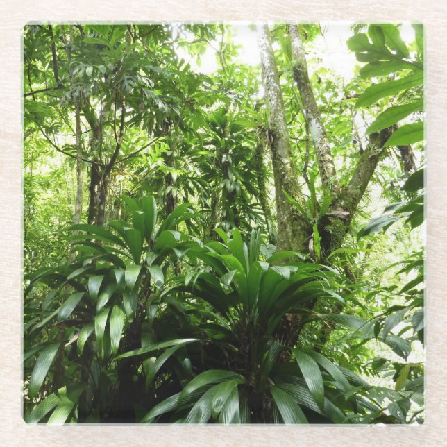 Dominican Rain Forest I Tropical Green Nature Glass Coaster (Front)