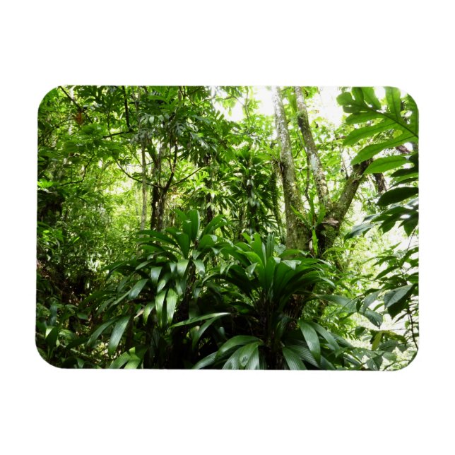Dominican Rain Forest I Tropical Green Nature Magnet (Horizontal)