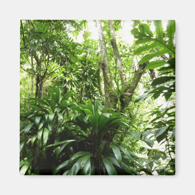 Dominican Rain Forest I Tropical Green Nature Magnet (Front)