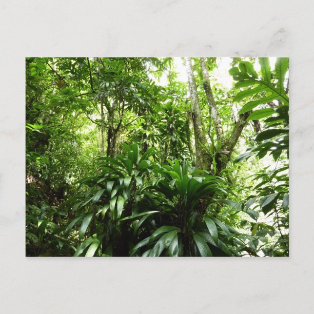 Dominican Rain Forest I Tropical Green Nature Postcard (Front)