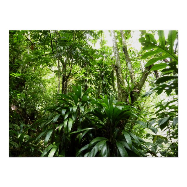Dominican Rain Forest I Tropical Green Nature Poster (Front)