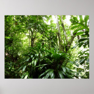 Dominican Rain Forest I Tropical Green Nature Poster