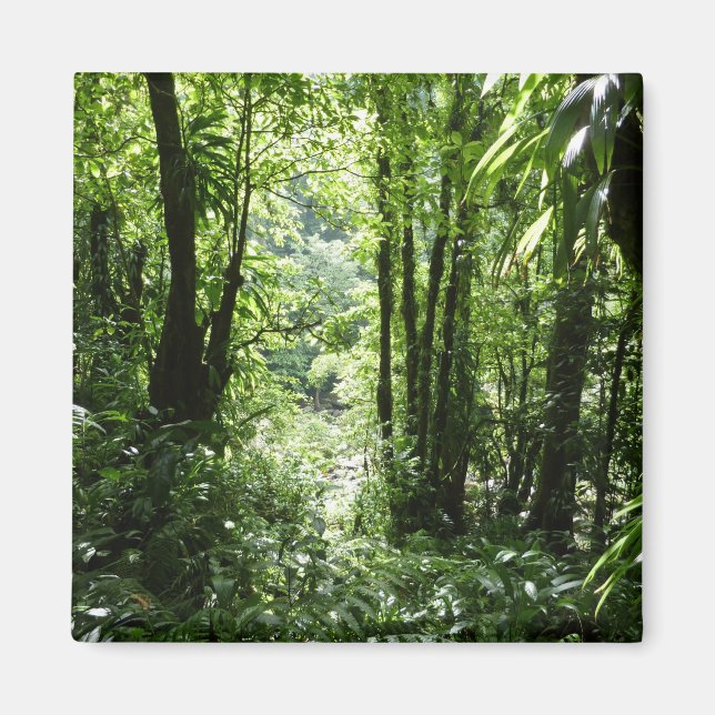 Dominican Rain Forest II Tropical Green Magnet (Front)