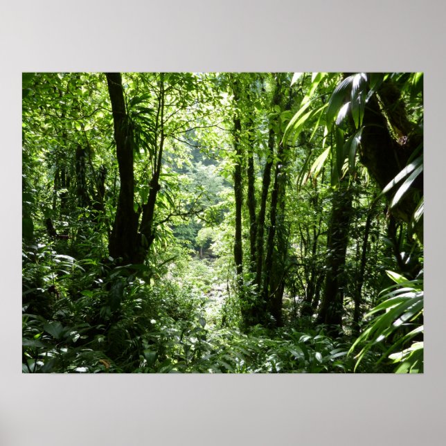Dominican Rain Forest II Tropical Green Poster (Front)