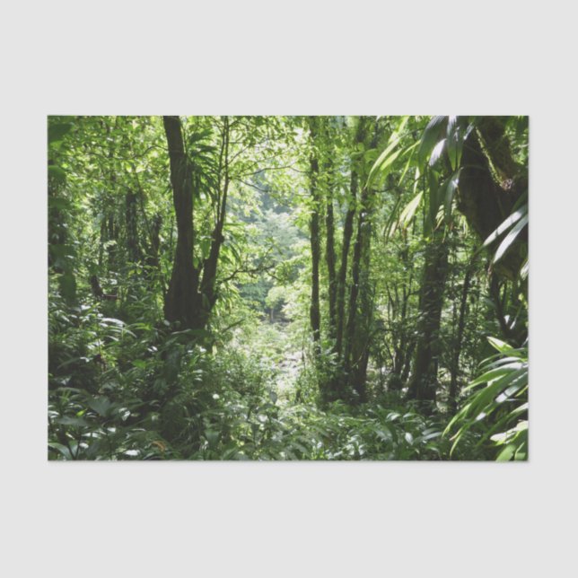 Dominican Rain Forest II Tropical Green Tissue Paper (Front)