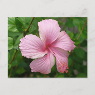 Dominican Republic flower Postcard