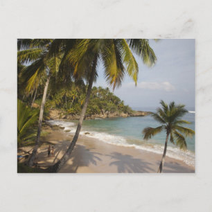 Dominican Republic, North Coast, Abreu, Playa 3 Postcard