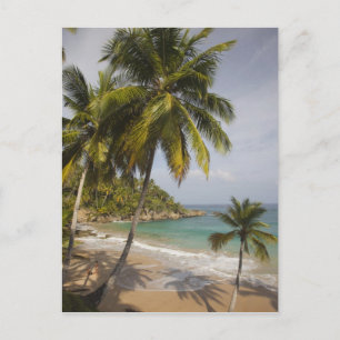 Dominican Republic, North Coast, Abreu, Playa Postcard