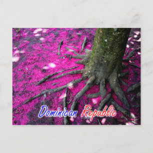 Dominican Republic Tree Postcard
